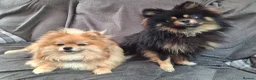 Pomeranian dogs for sale: Beautiful pomeranian pups due in 3wks time in Weston-super-Mare - Advert 3