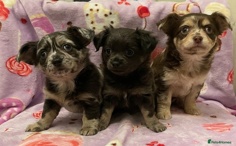 Chihuahua dogs - Advert 2