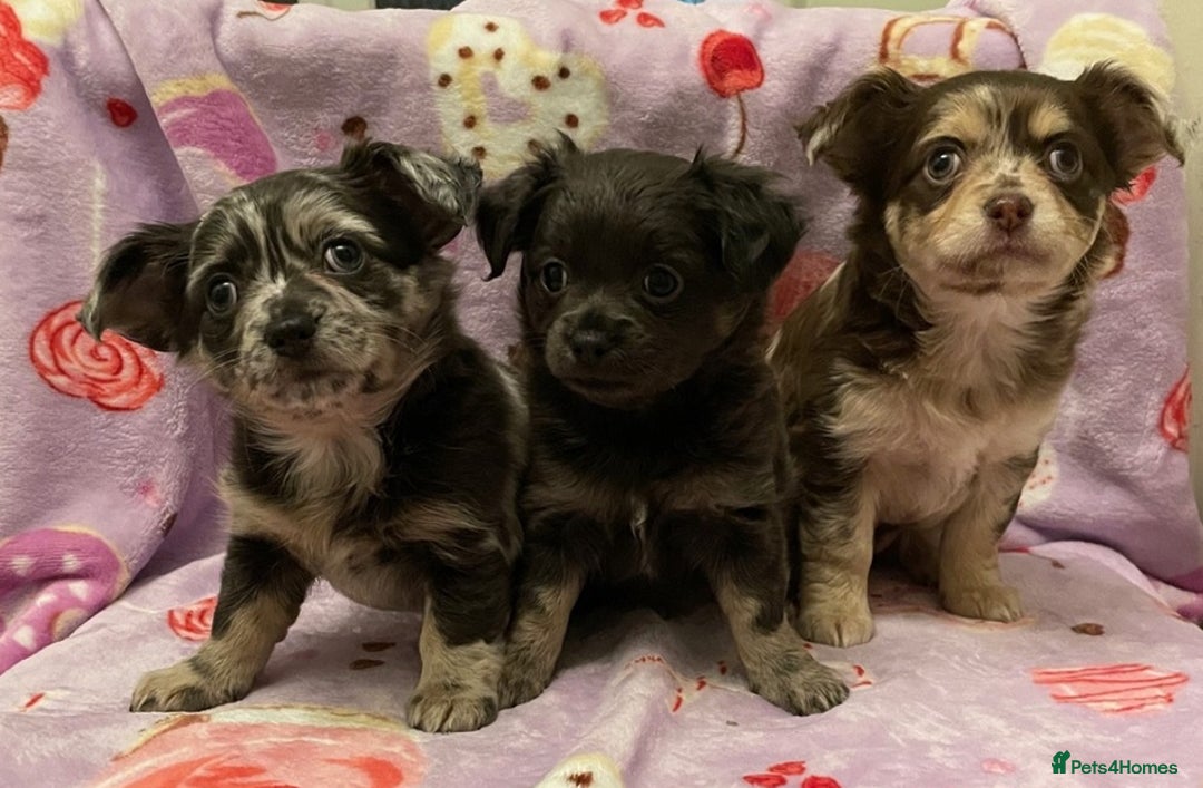 Chihuahua dogs for sale: Long Coated Merle Chihuahua Puppies - Image 1