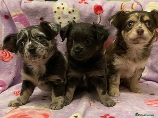 Chihuahua dogs for sale - Advert 1