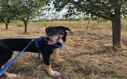 Mixed Breed dogs for adoption: RONA - a Superb young Girl for a Loving Home - Image 5