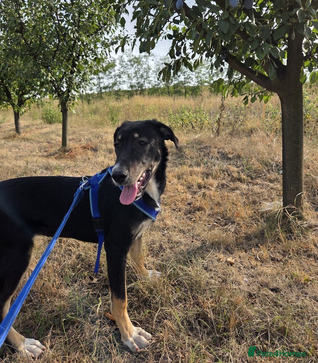 Mixed Breed dogs for adoption: RONA - a Superb young Girl for a Loving Home - Image 5