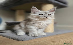 Maine Coon cats for sale: Maine Coon kittens  - Image 2