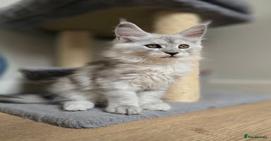 Maine Coon cats - Advert 1