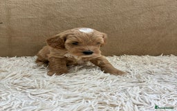 Sproodle dogs for sale: Lovely Sproodles (Springerpoos) - Image 18