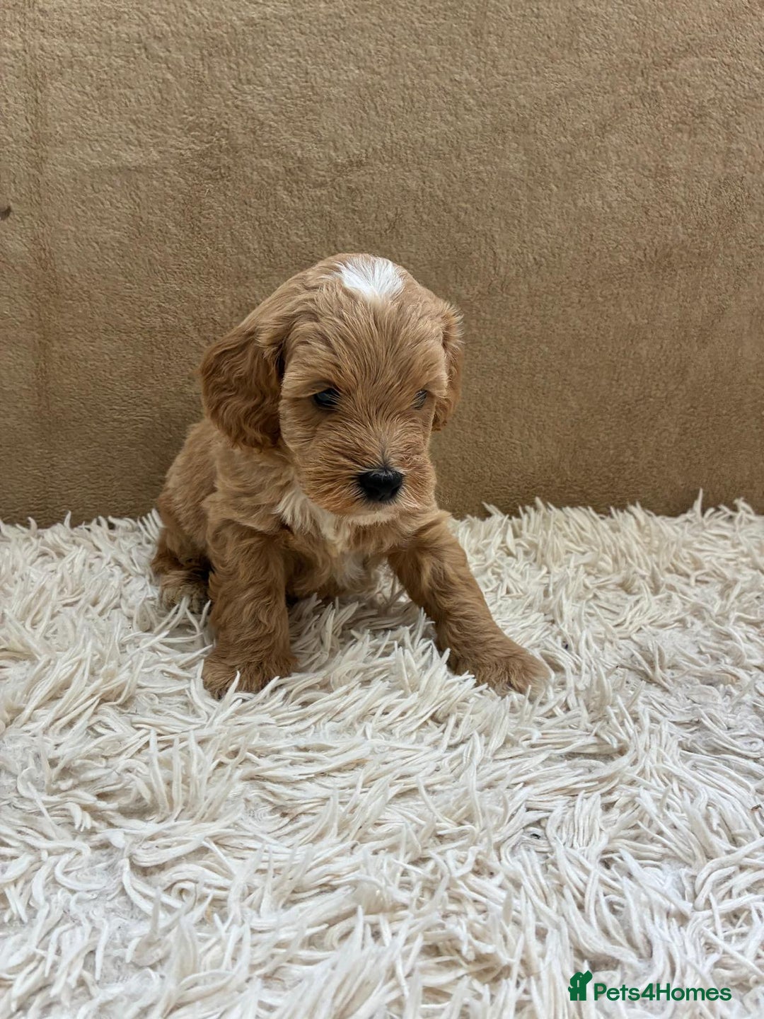 Sproodle dogs for sale: Lovely Sproodles (Springerpoos) - Image 18