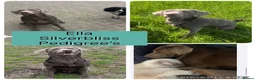 Labrador Retriever dogs for sale: 🌸Extensively health tested KC silver Labrador’s🌸 - Advert 4