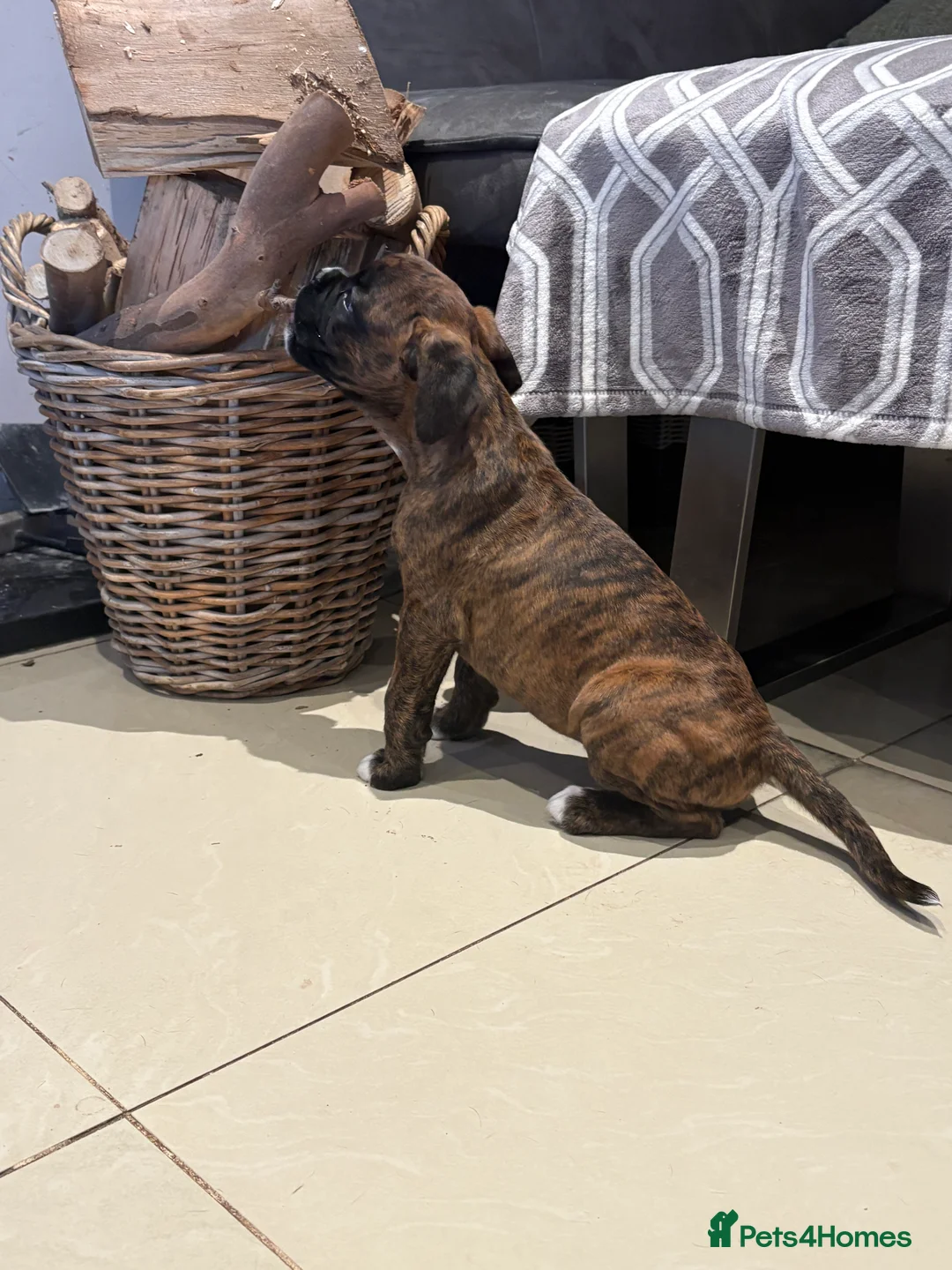 Boxer dogs for sale: READY NOW. LAST GIRL 🐶  - Advert 3