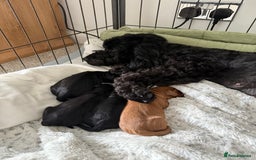 Cockapoo dogs for sale: Cockapoo F1B puppies  - Image 4