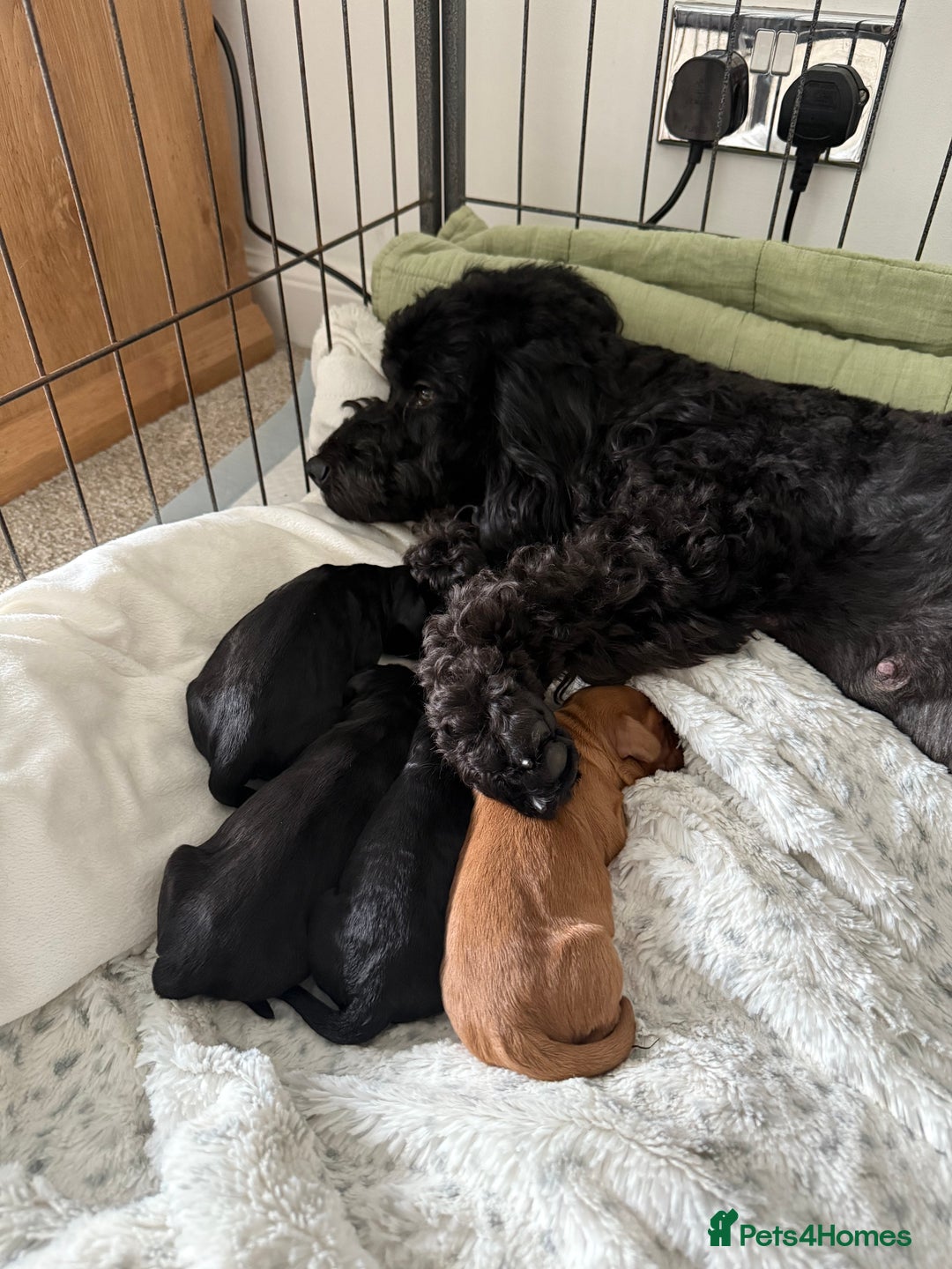 Cockapoo dogs for sale: Cockapoo F1B puppies  - Image 4