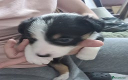 Border Collie dogs for sale: Border collie puppies  - Image 24