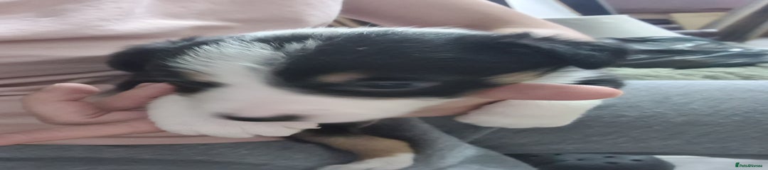 Border Collie Puppy 4