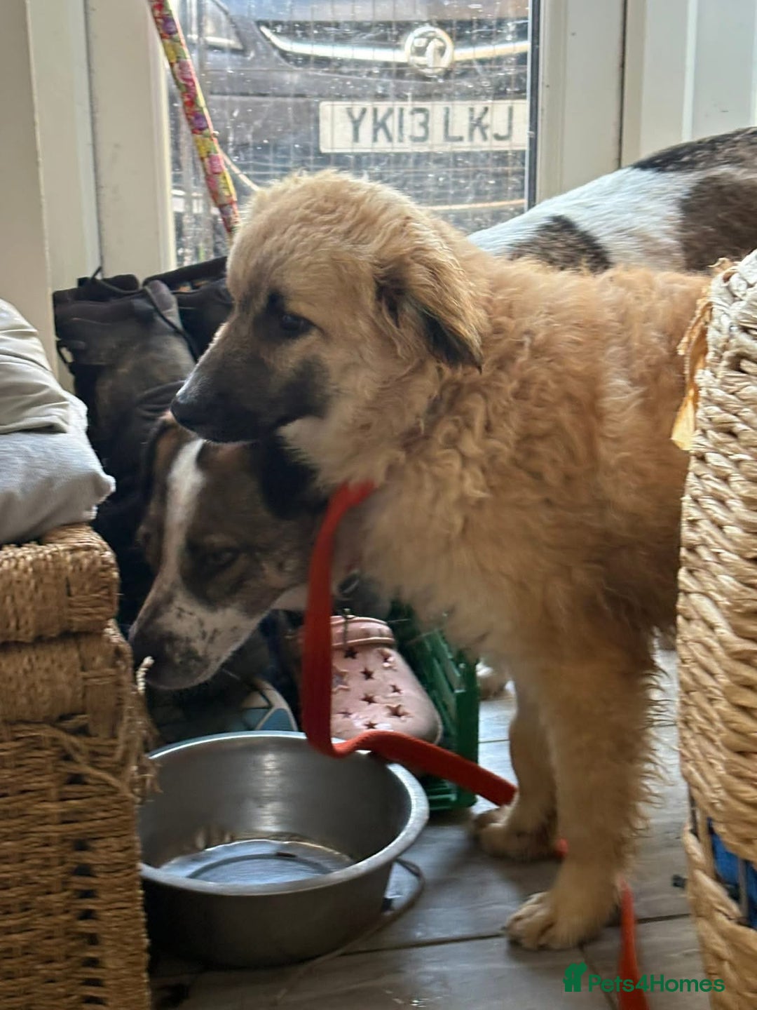Mixed Breed dogs for adoption: Finn - Norwich Norfolk  - Advert 8