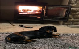 Miniature Dachshund dogs for sale: KC Reg, Health tested, miniature Dachsund Puppies - Image 11