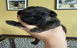Border Terrier dogs for sale: Home raised happy little borders - Image 5
