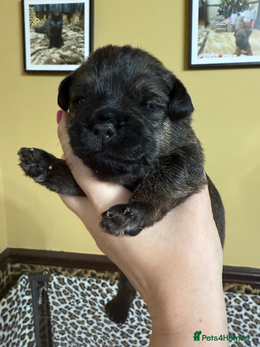 Border Terrier dogs for sale: Home raised happy little borders - Image 5