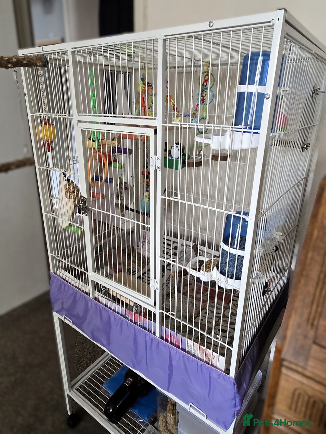 Budgerigars birds for sale: 💙Handsome Budgie Looking for His Perfect Match💛 - Image 5