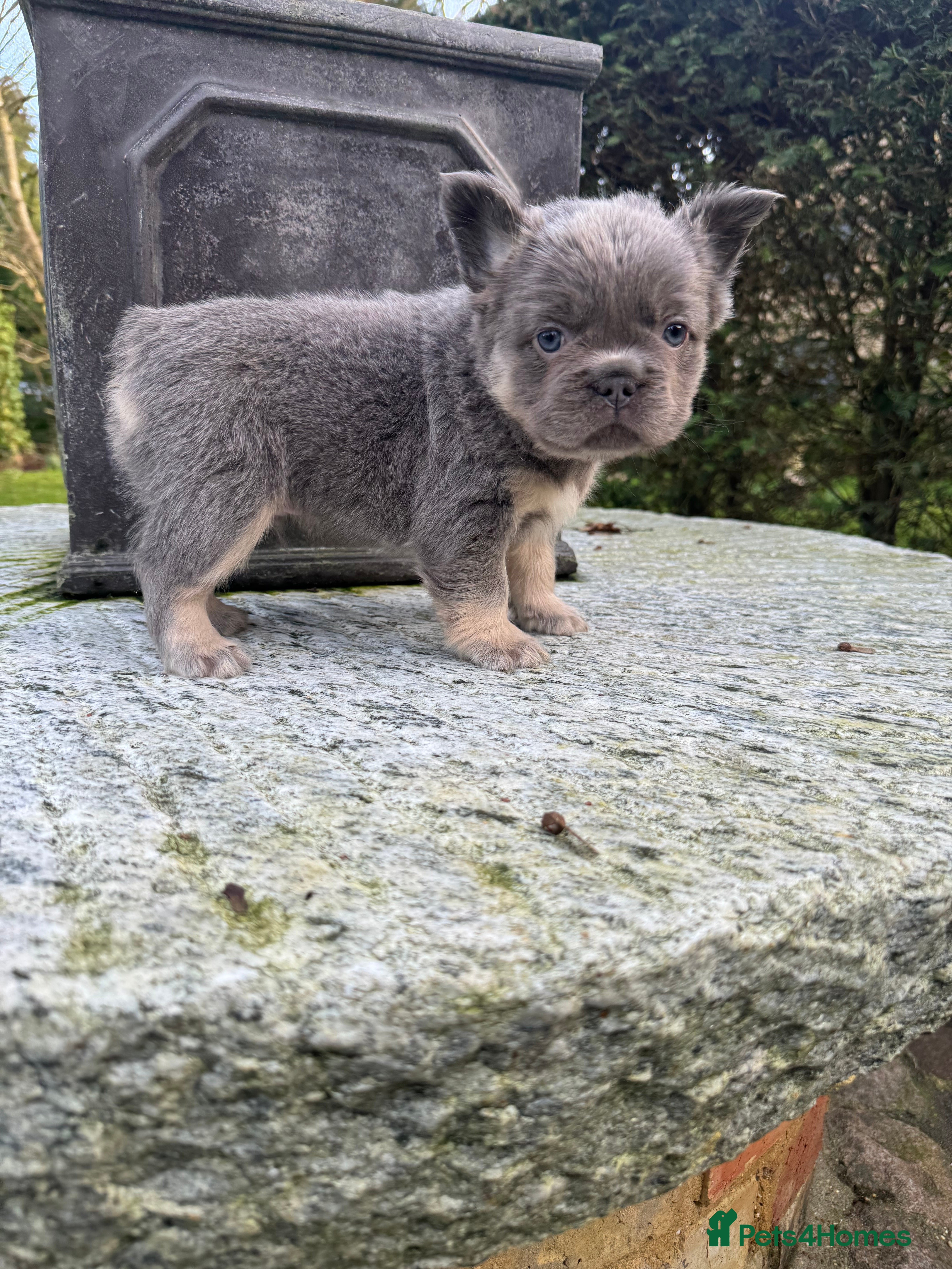 French Bulldog dogs Quality French bulldog puppies - Advert 6