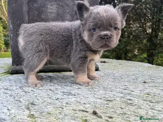 French Bulldog dogs Quality French bulldog puppies - Advert 6