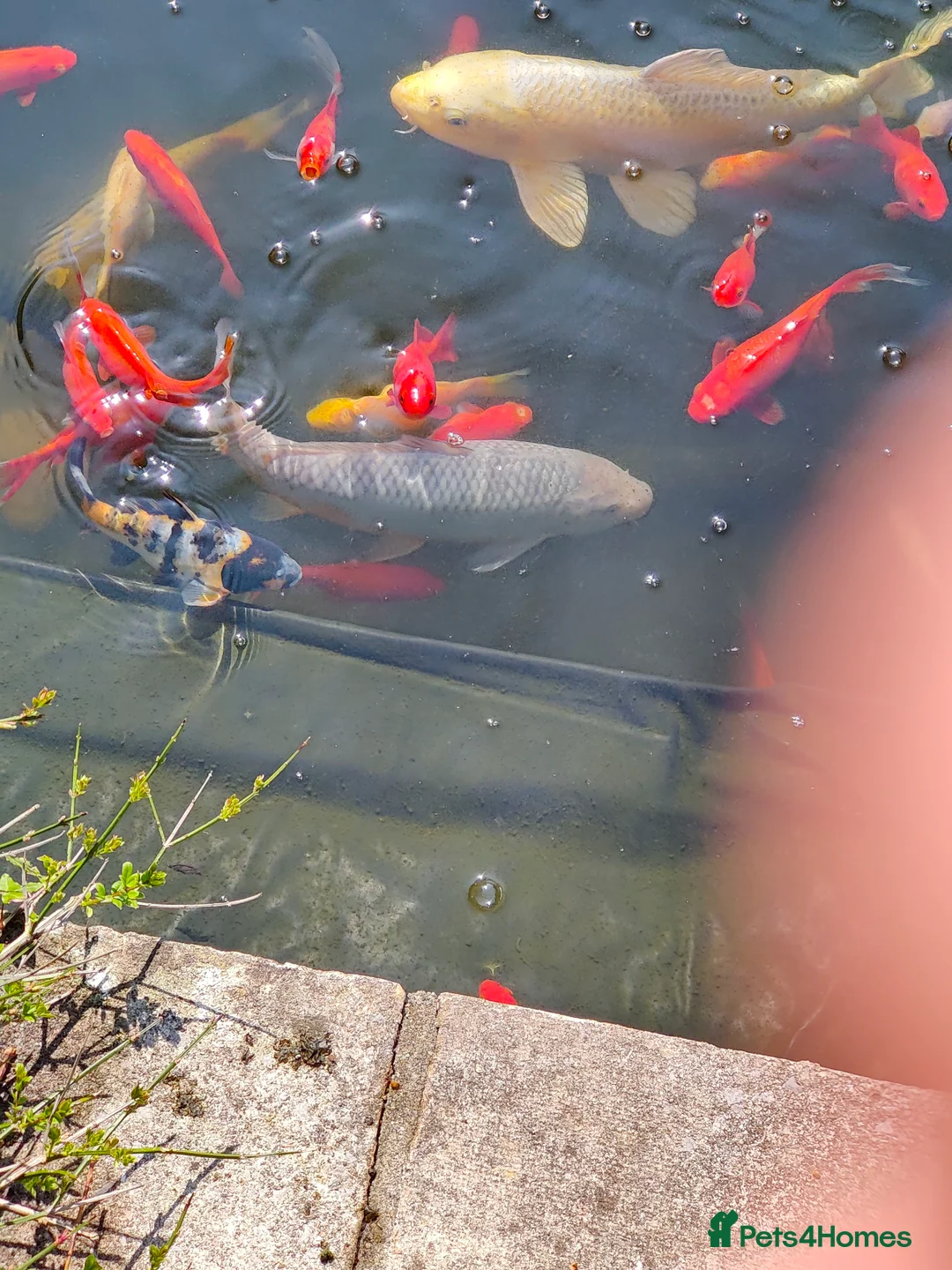 Koi Carp fish for sale: Mixture of Pond Fish including Koi Carp - Advert 2