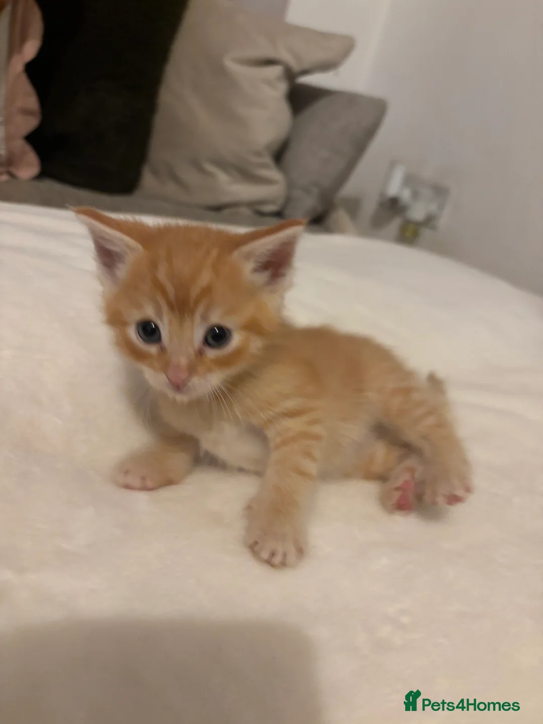 Mixed Breed cats for sale: Maine coon cross kittens ***ONLY ONE BOY LEFT!* - Advert 20