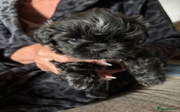 Shih Tzu dogs for sale: Shih Tzu Puppies for sale - Image 1