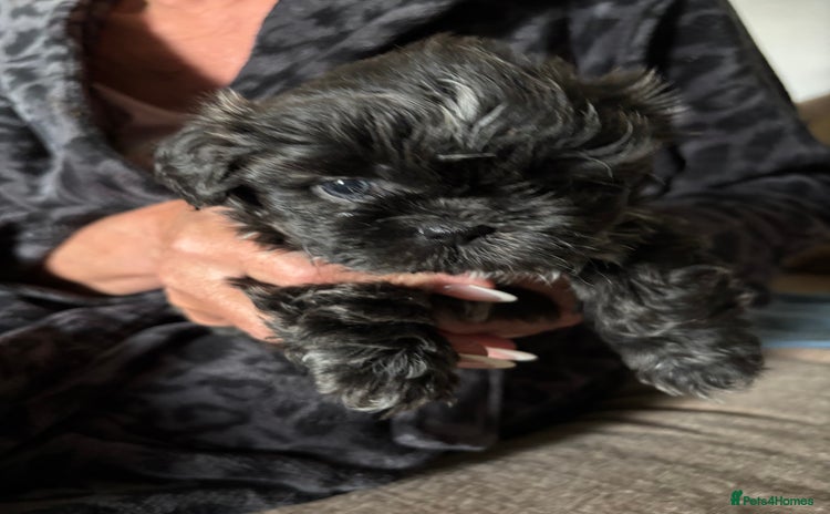 Shih Tzu dogs - Advert 1
