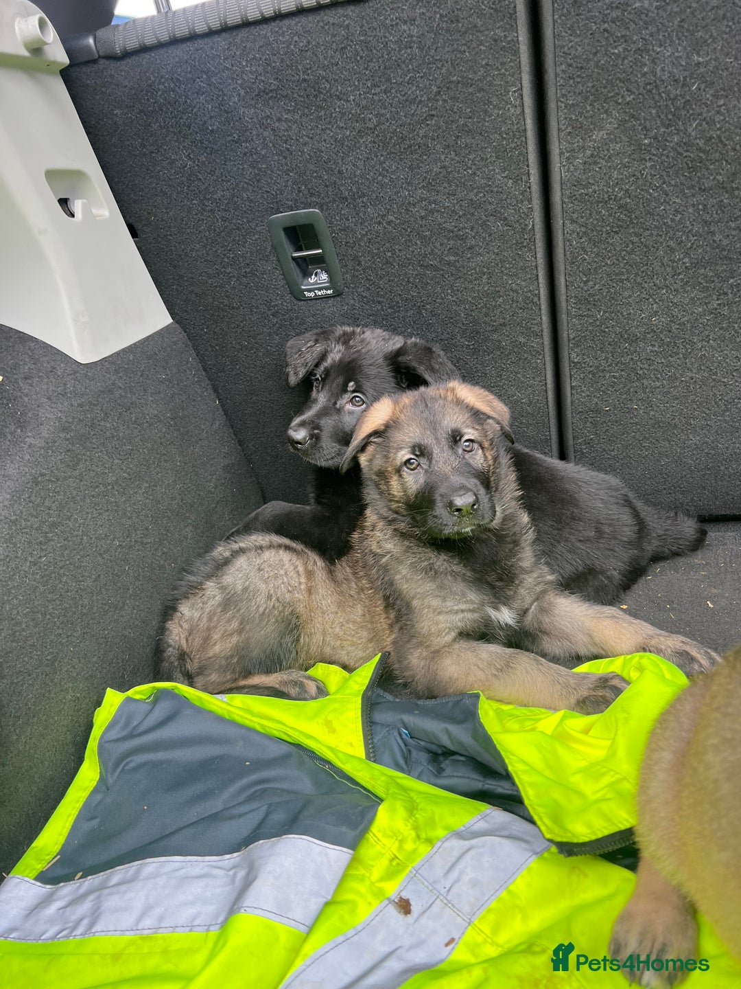 German Shepherd dogs for sale: READY NOW CZECH LINE GERMAN SHEPHERD PUPPIES!! - Image 3