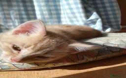 Mixed Breed cats for sale: CLEVER, BEAUTIFUL, KITTENS READY FOR FOREVER HOMES - Image 21