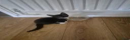 Mixed Breed cats for sale: Russian blue mix kittens  - Advert 6