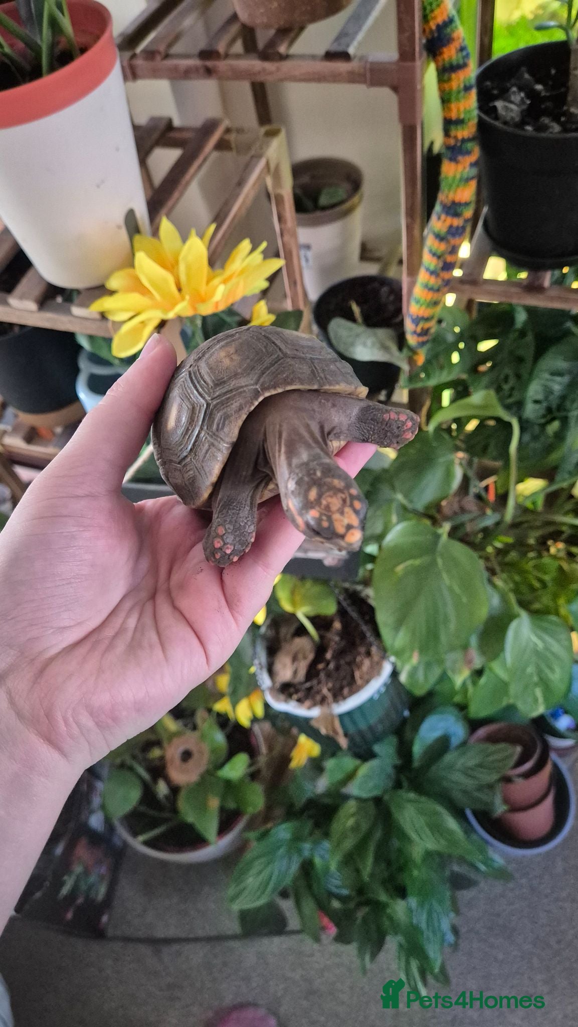 Tortoise reptiles CB24 Red foot tortoises  - Advert 1