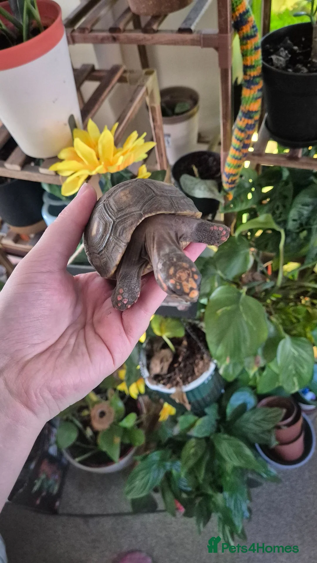Tortoise reptiles for sale: CB24 Red foot tortoises  - Advert 1