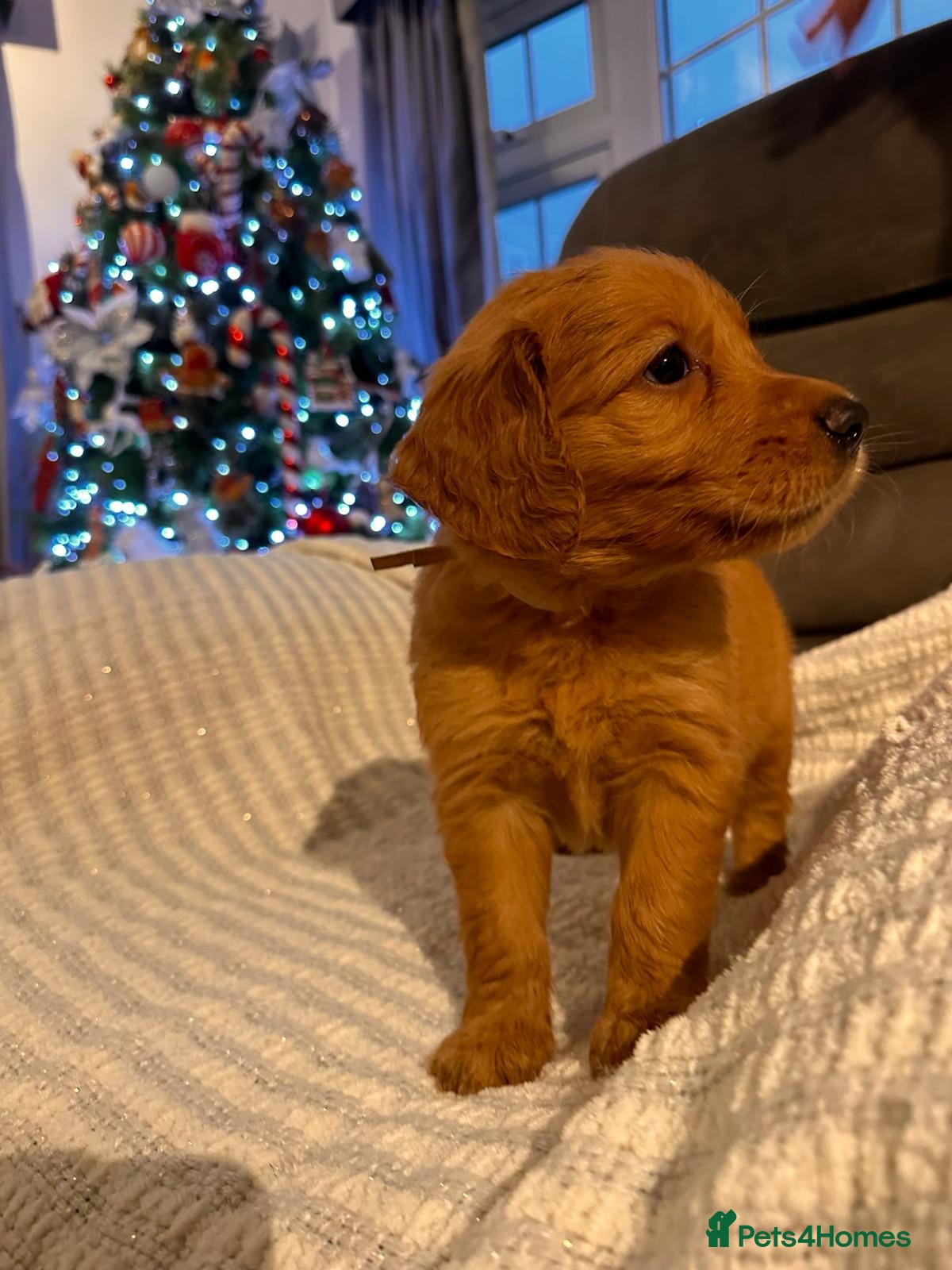 Golden Retriever dogs beautiful KC GR READY 23/12/25 - Advert 3