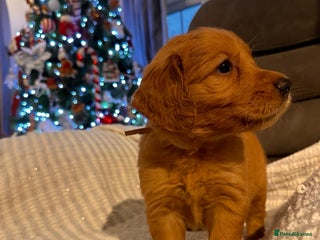 Golden Retriever dogs beautiful KC GR READY 23/12/25 - Advert 3