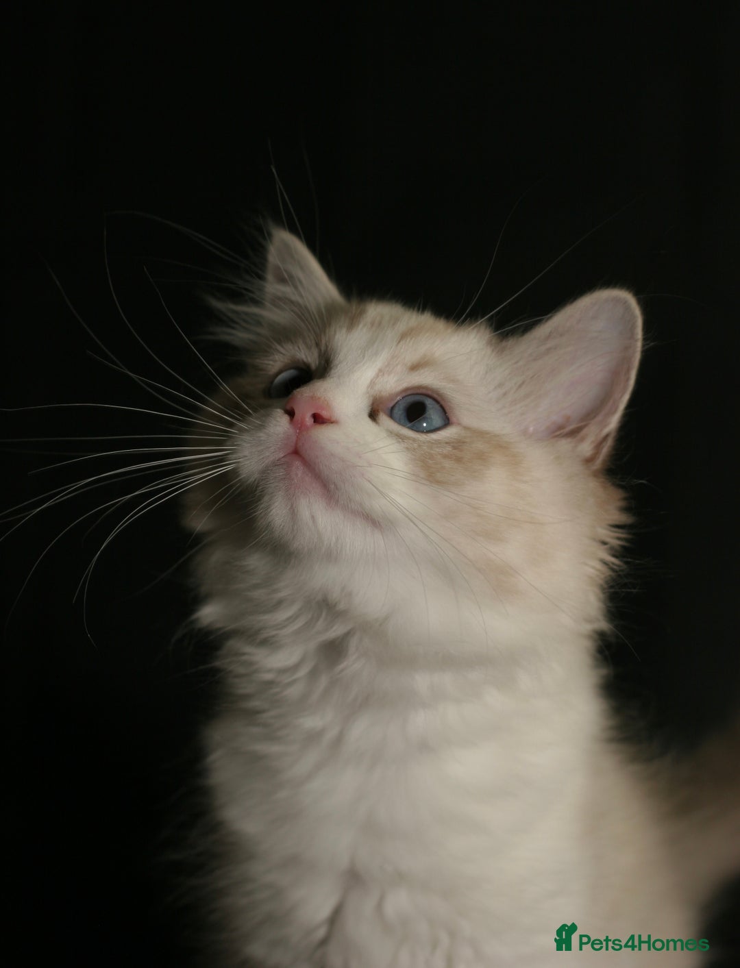 Ragdoll cats for sale: Ragdoll kittens TICA beautiful quality cats  - Image 9