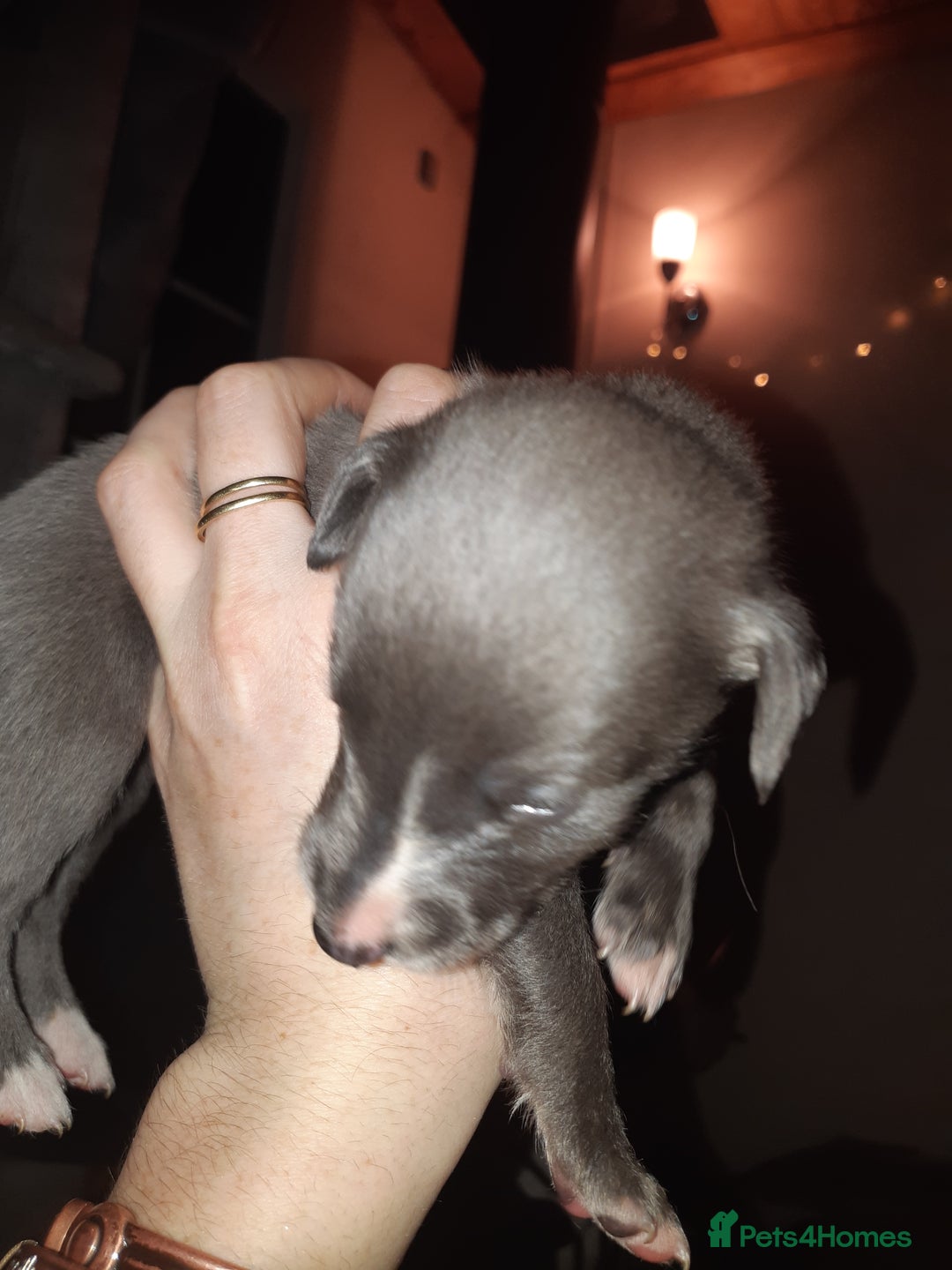 Whippet dogs for sale: Whippet Puppies - Advert 3