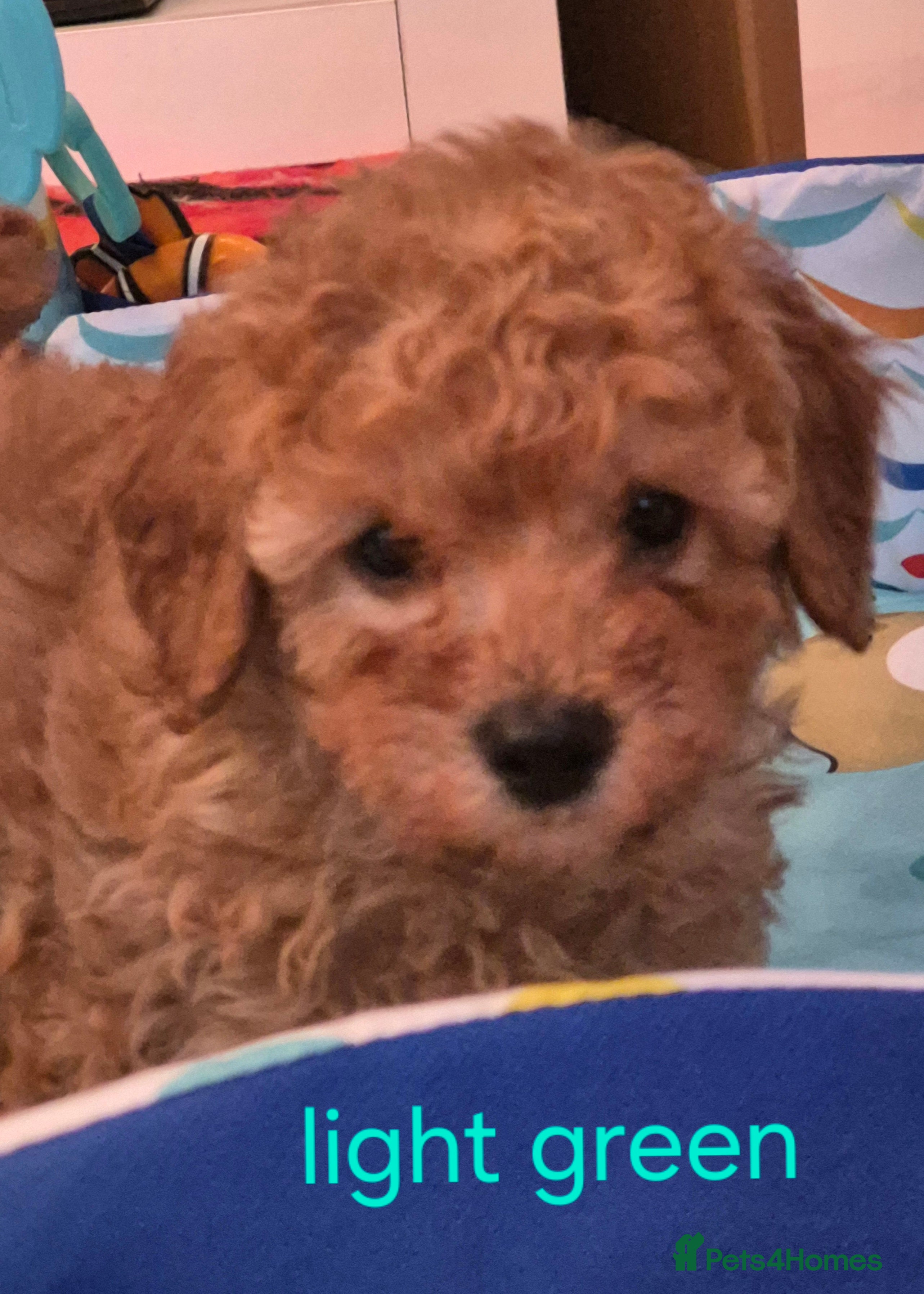 Cavapoo dogs  Amazing Miniature F1b cavapoo puppies  - Advert 2