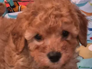 Cavapoo dogs Amazing Miniature F1b cavapoo puppies - Advert 6