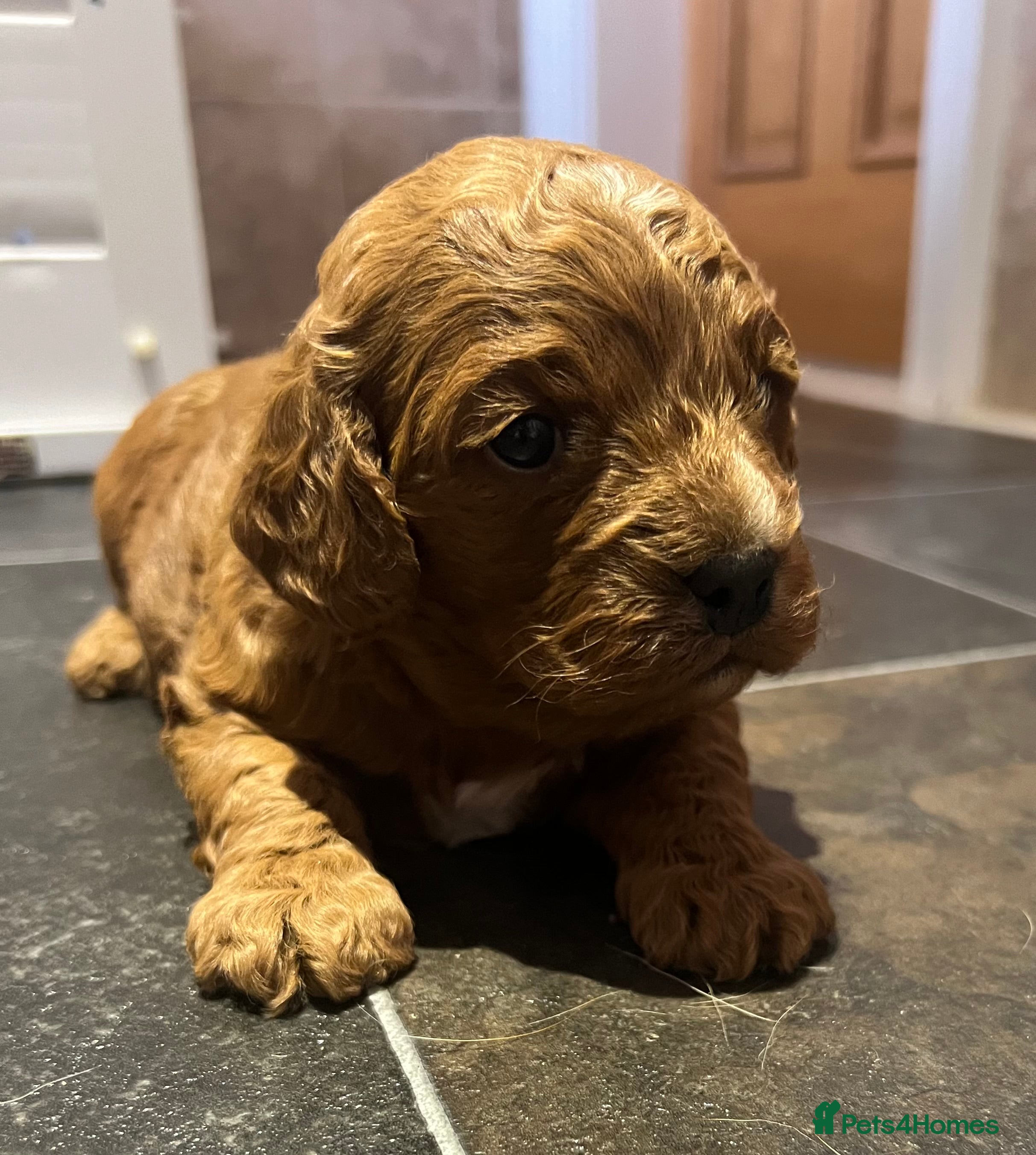 Cavapoo dogs Stunning F2 Bitch Available  - Advert 1