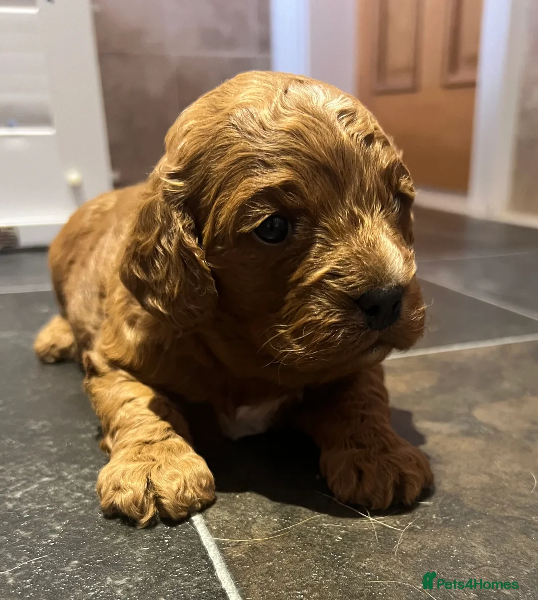 Cavapoo dogs for sale: Reserved Stunning F2 Bitch Available  - Advert 5