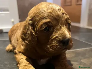 Cavapoo dogs Stunning F2 Bitch Available - Advert 2