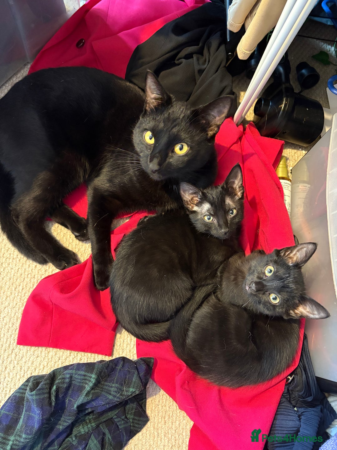Mixed Breed cats for sale: 2 black sister kittens-bonded pair (£100 together) - Image 6