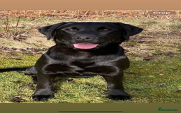 Labrador Retriever dogs for sale: KC health tested Labrador puppies  - Image 5