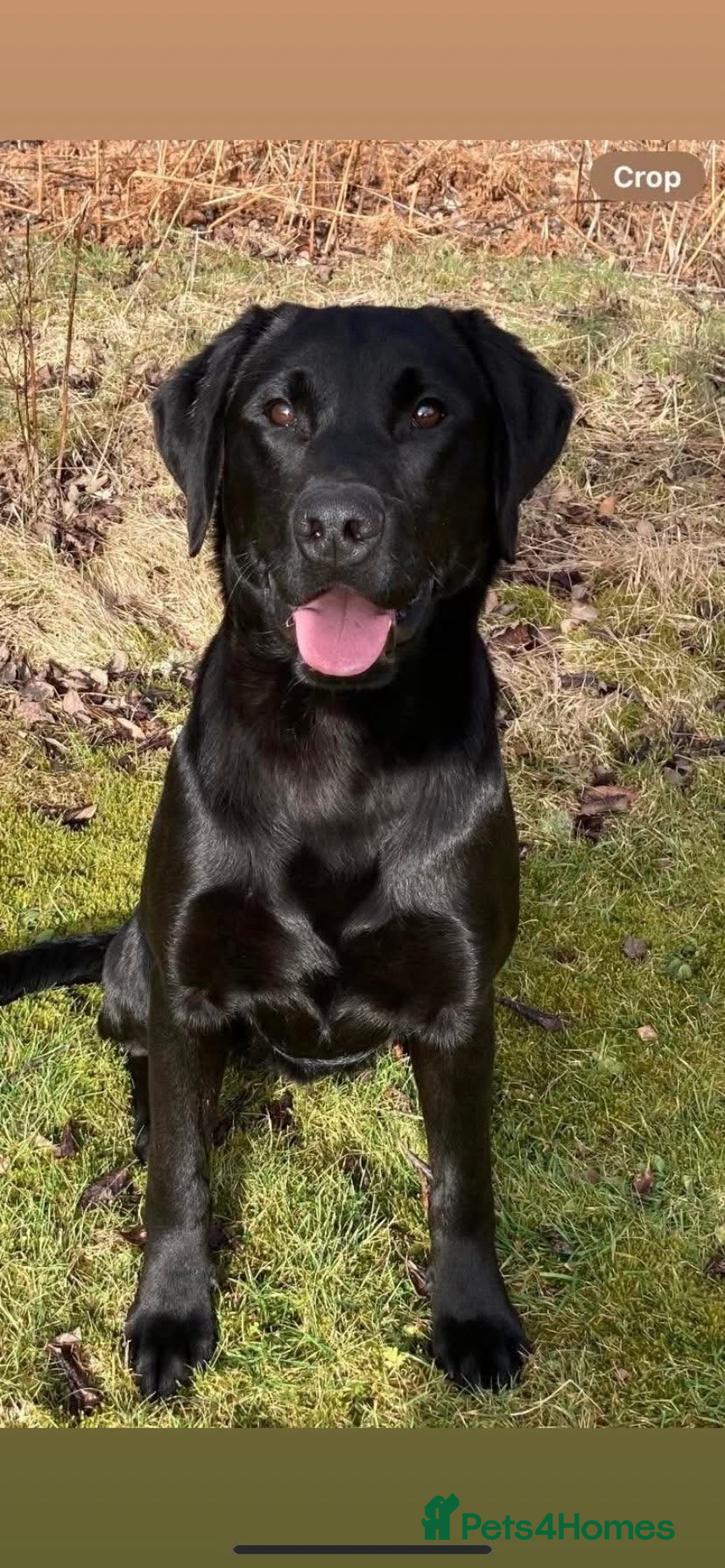 Labrador Retriever dogs for sale: KC health tested Labrador puppies  - Image 5