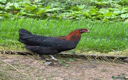 Chickens poultry for sale: Copper black marans pullets - Image 2