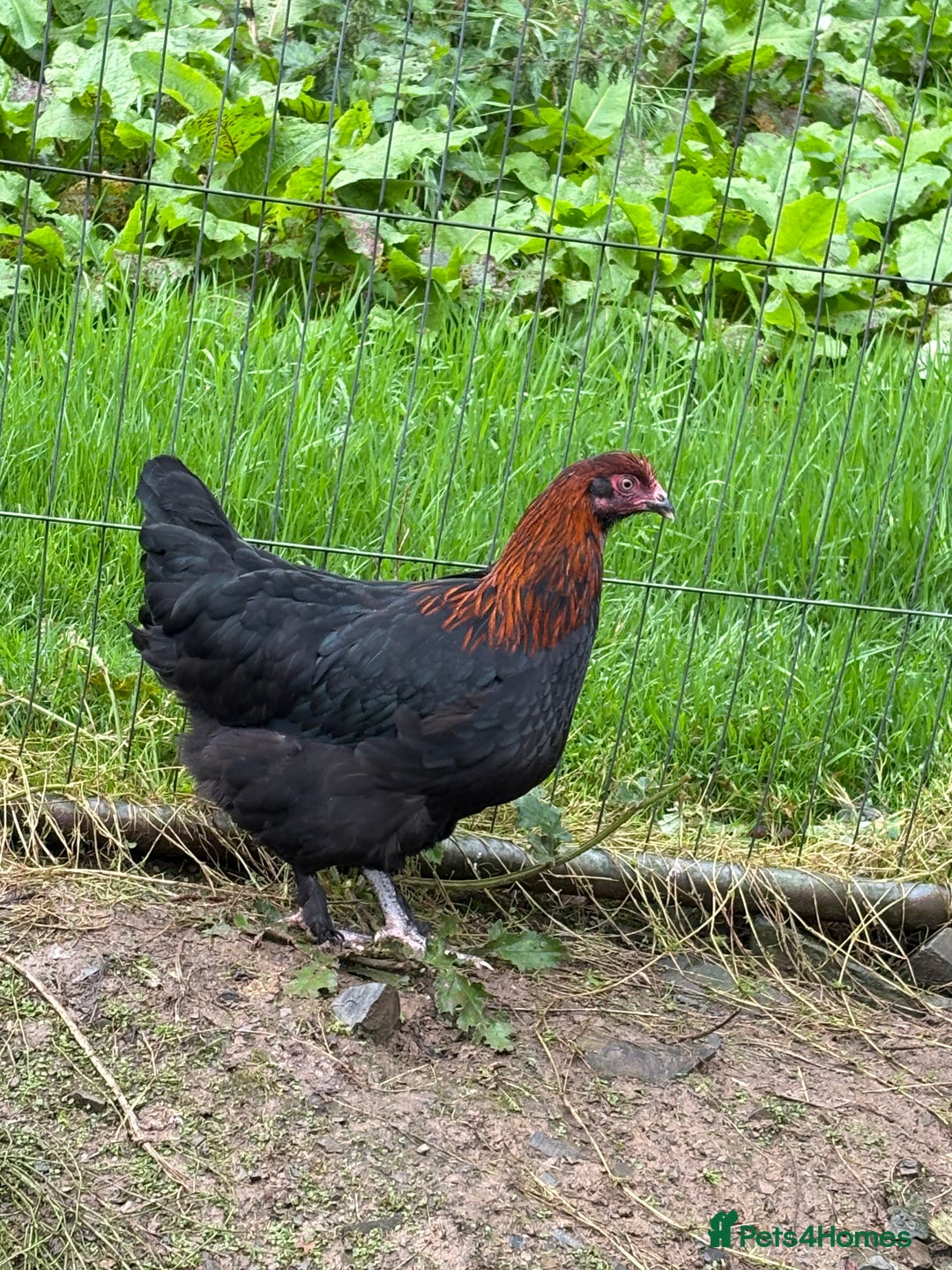 Chickens poultry for sale: Copper black marans pullets - Image 2