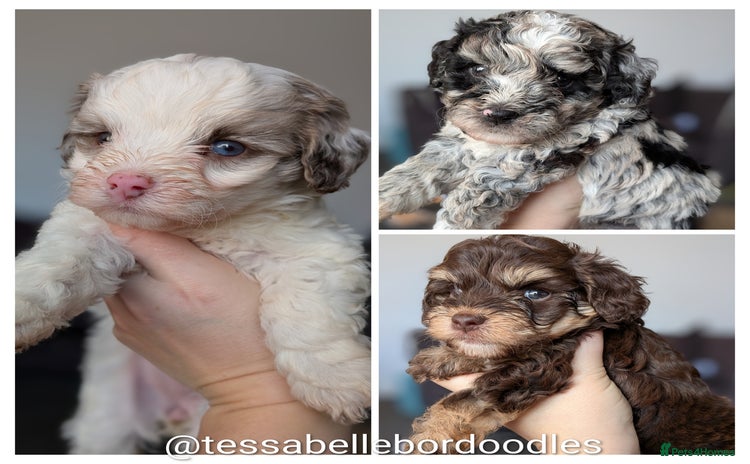 Bordoodle dogs Toy Bordoodles ❤️  - Advert 1