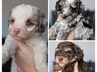 Bordoodle dogs Toy Bordoodles ❤️ - Advert 11