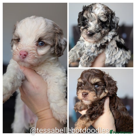 Bordoodle dogs Toy Bordoodles ❤️ - Advert 6