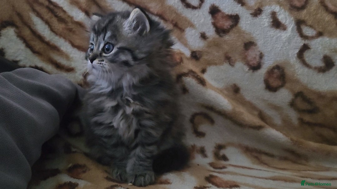 Mixed Breed cats for sale: Two Perdoll Female Kittens Looking for a Home - Image 28